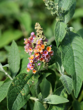 budleja-dawida-flower-power.jpg