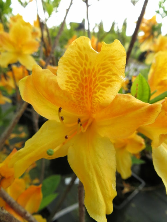 Azalia wielkokwiatowa 'Christopher Wren'