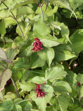 Lejcesteria piękna 'Purple Rain'