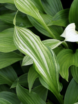 Funkia 'White Feather'