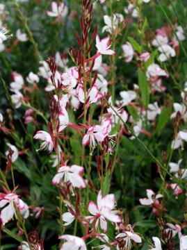 Gaura 'Rosy Jane'