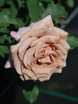 Róża wielkokwiatowa 'Koko Loko' ®