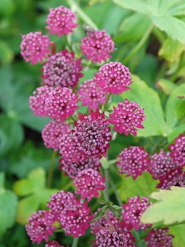 Jarzmianka większa 'Cerise Button'