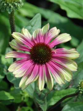 Jeżówka 'Sweet Sandia'