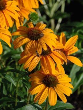 Jeżówka 'Honey Skipper'