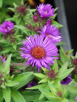 aster-purple-dome1.JPG