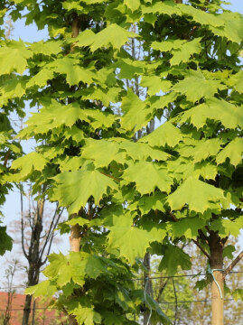 Klon pospolity 'Columnare'