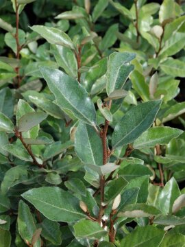 Oliwnik Ebbing'a 'Super Compacta'