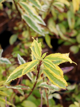 Forsycja pośrednia 'Golden Times'