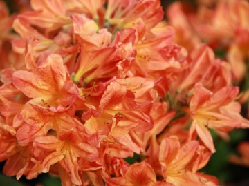 azalia-wielkokwiatowa-spearks-orange1.jpg