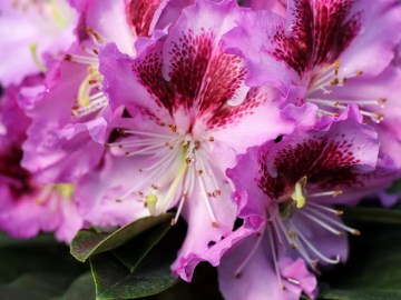 Różanecznik 'Hachpfau' PFAUENAUGE