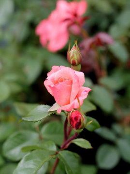 Róża rabatowa 'Kalinka'
