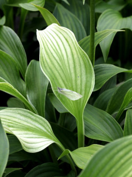 Funkia 'White Feather'