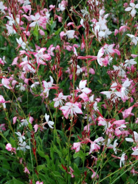 Gaura 'Rosy Jane'