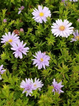 aster-aqua-compact0.jpg