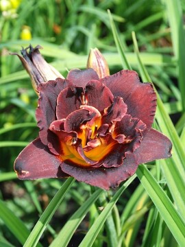 Liliowiec 'Voodoo Dancer'