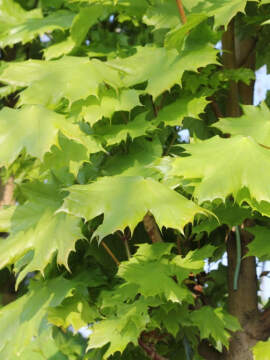 Klon pospolity 'Columnare'