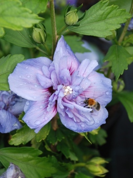 Ketmia syryjska 'Blue Chiffon' PBR