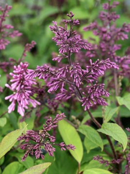 Lilak zwisłokwiatowy - pąki kwiatowe