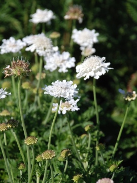 Drakiew gołębia 'Flutter Pure White'