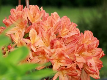 Azalia wielkokwiatowa 'Speark's Orange'