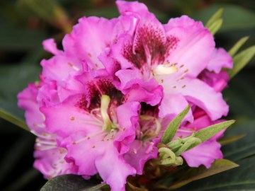 Różanecznik 'Hachpfau' PFAUENAUGE