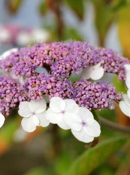 Hortensja kosmata 'Macrophylla'