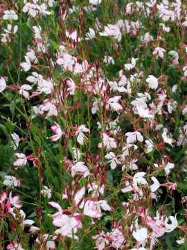 Gaura 'Rosy Jane'