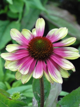 Jeżówka 'Sweet Sandia'