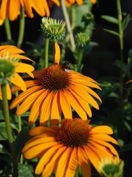 Jeżówka 'Honey Skipper'