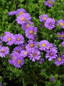 aster-aqua-saphire0.jpg