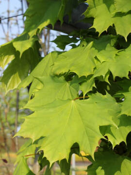 Klon pospolity 'Columnare'