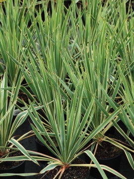  Juka karolińska 'Bright Edge'