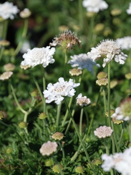 Drakiew gołębia 'Flutter Pure White'