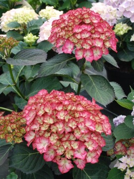 Hortensja ogrodowa 'Adula'