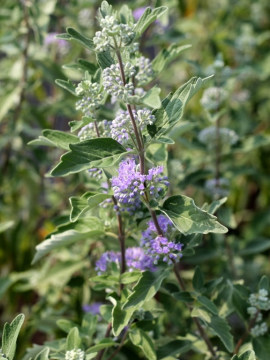  Barbula klandońska 'Kew Blue'