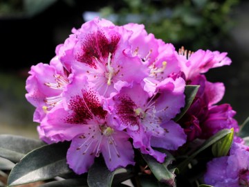 Różanecznik 'Hachpfau' PFAUENAUGE