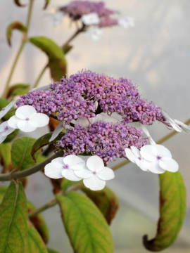 Hortensja kosmata 'Macrophylla'