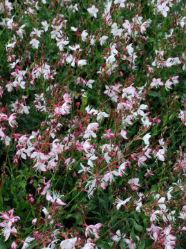 Gaura 'Rosy Jane'