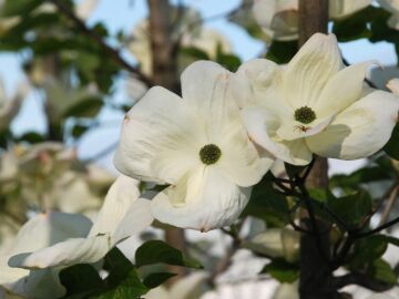 Dereń 'Eddie's White Wonder'