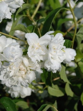 Jaśminowiec 'Bouquet Blanc'