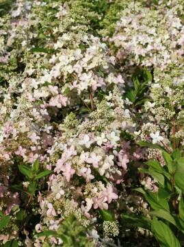  Hortensja bukietowa 'Confetti'