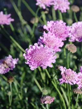 Drakiew gołębia 'Flutter Rose Pink' - kwiaty
