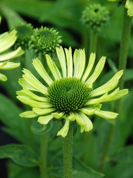 Jeżówka 'Green Jewel' - początek kwitnienia