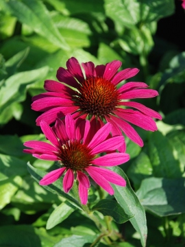 Jeżówka 'Honey Skipper'