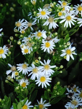 aster-starshine0.jpg