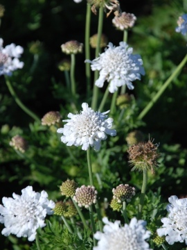 Drakiew gołębia 'Flutter Pure White'
