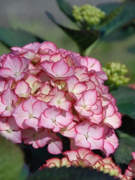 Hortensja ogrodowa 'Adula'