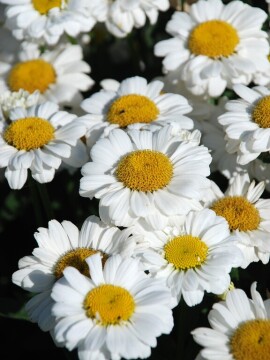 zlocien-sweet-daisy-jane-10.jpg