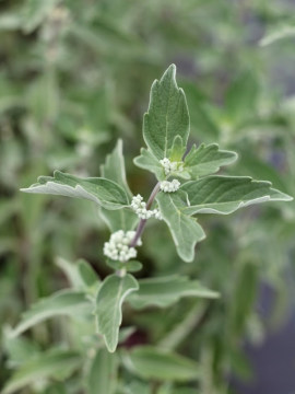  Barbula klandońska 'Kew Blue'